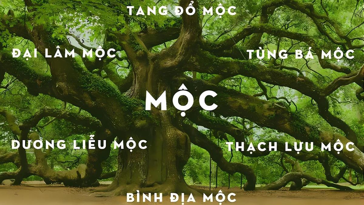 Mệnh Mộc Hợp Màu Gì? Chọn Giày Da màu Gì